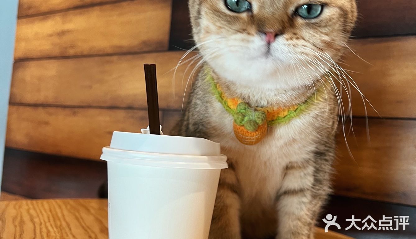带孩子探店喵屋咖啡☕️
