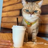 带孩子探店喵屋咖啡☕️
