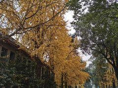 -四川大学(华西校区)