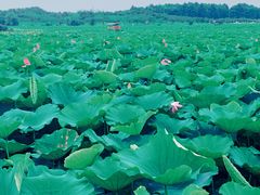 -上海海湾国家森林公园