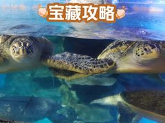 -烟台海昌鲸鲨海洋公园