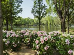 -石家庄市植物园