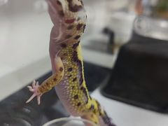 -酷以爬仙阁实体爬宠店·守宫·蜥蜴·专业繁育