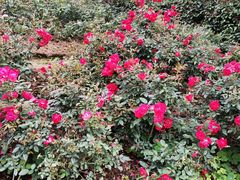 -人民公园(罗湖区)