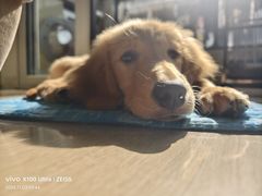 -翊宠yipet猫狗购宠庄园犬舍•猫舍