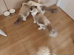 -唐小姐の私宠·宠物洗护美容·撸猫馆·购宠(周浦万达旗舰店)