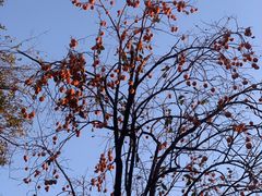 -国家图书馆·古籍馆