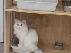 -共舞时光猫咖·狗咖(新街口店)