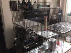 -十年猫舍·猫咪专门店(普陀店)