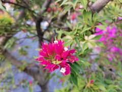 -莲花山公园