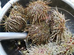 -海胆小馆(东北水饺·春柳店)