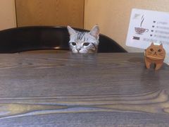 -猫友咖啡店(玉林西路店)