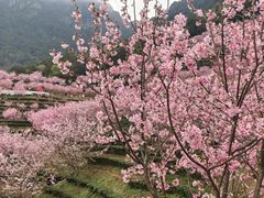 -灵光寺