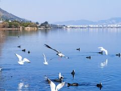 -西昌邛海湿地