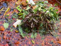 -乐山第一家临江鳝丝(茶坊路店)