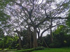 -瑞丽独树成林风景区