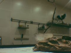 -柴务处·柴犬主题狗咖