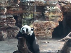 -石家庄市动物园