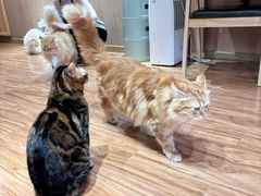 -MOCHA明星猫咖(田子坊店)