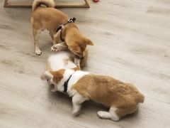 -浣熊柯尔鸭土拨鼠·电玩咖
