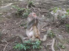 -黔灵山公园