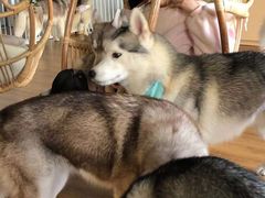 -Husky Go! 哈士奇体验馆·宠物咖啡厅狗咖