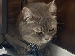 -宠颐生宠物医院·心肾内科·猫专科诊疗中心宠巢店