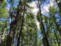 -塞罕坝国家级自然保护区