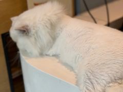 -御宝贝·A梦猫科宠物医院(国际猫友好医院)