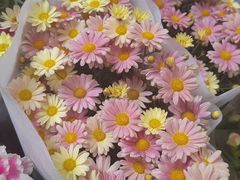 -双季花艺园艺市场(浦东店)