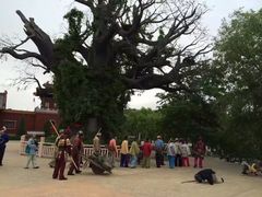 -大槐树寻根祭祖园