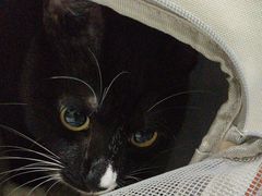 -瑞鹏瑞爱宠物医院·全科·猫科·血液透析中心(龙头寺店)