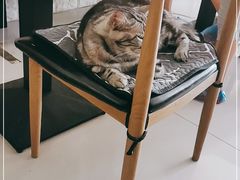 -平行世界·猫咖(首经贸店)