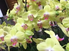 -铭轩中餐厅·海南菜·粤菜(亚龙湾瑞吉店)