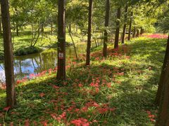 -黄海国家森林公园