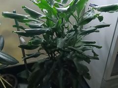 -鸽舞笙平金牌烧鸽子·融合菜(鲁谷店)