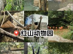 -红山森林动物园