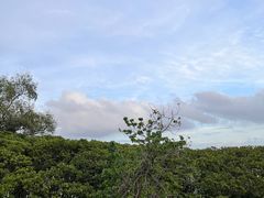 -福田红树林生态公园