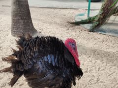 -三亚亚龙湾天域度假酒店