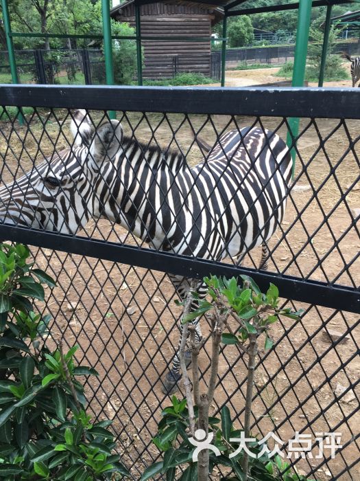 無錫動物園·太湖歡樂園圖片 - 第30張