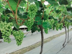 -金谷域澳洲庄园