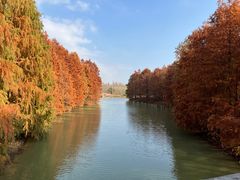 -上海海湾国家森林公园