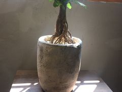 -新仙清汤牛腩(铜锣湾店)
