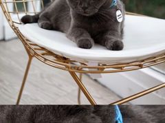 -猫咪博物馆(顶澳仔猫街店)