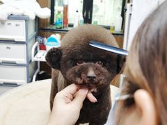 -鑫艺宠物美容培训学校