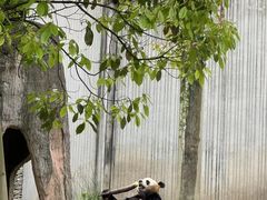 -卧龙中华大熊猫苑神树坪基地