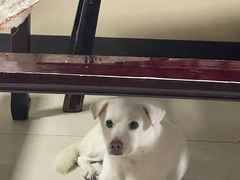 -许村蟹面(海宁许村大道店)
