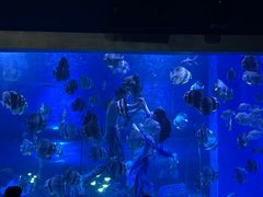 -顺德南宏海立方海洋公园