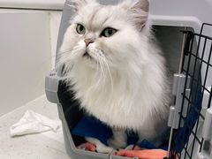 -纳吉亚猫专科动物诊疗中心(蒋宅口分院)