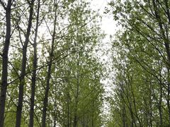 -合肥滨湖国家森林公园